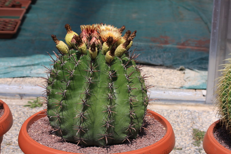 Ferocactus wislizeni ssp. herrerae 