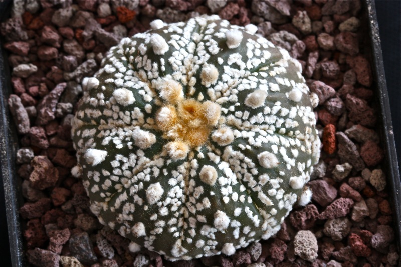 Astrophytum asterias cv. super kabuto 