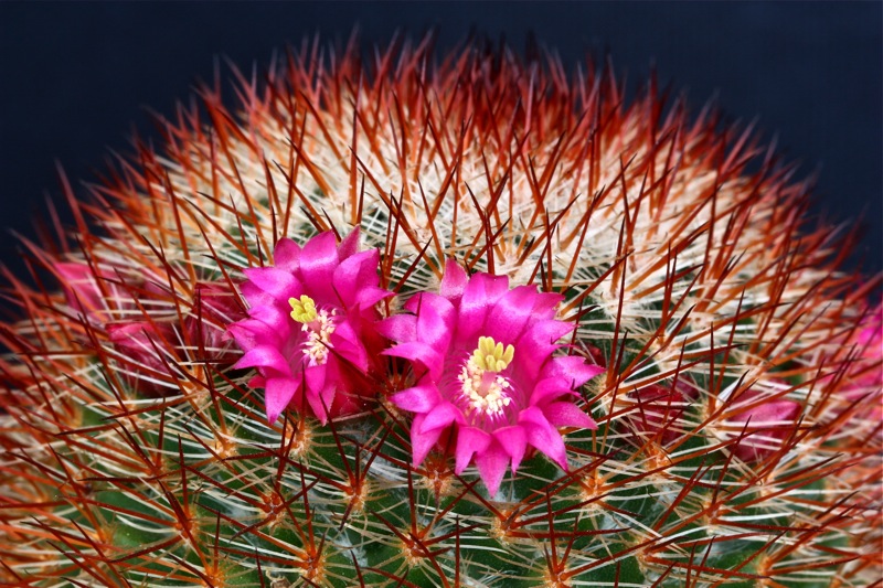 Mammillaria meyranii 