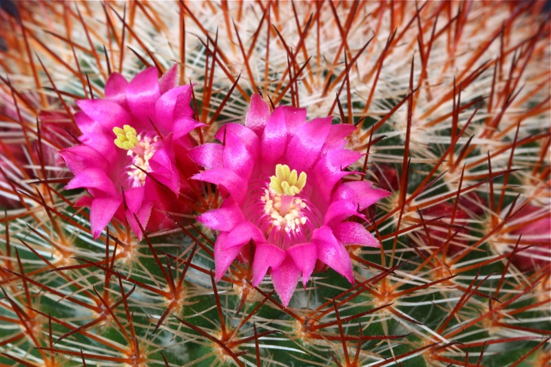 Mammillaria meyranii 