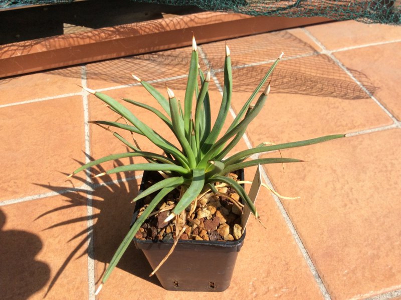 Agave albopilosa 