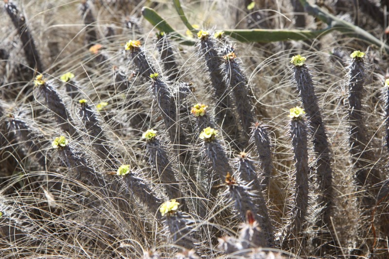 Euphorbia fianarantsoae 
