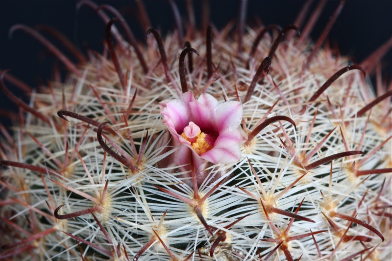 Mammillaria jaliscana 