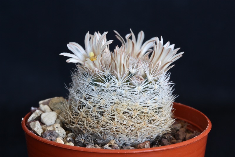 Mammillaria wohlschlageri 