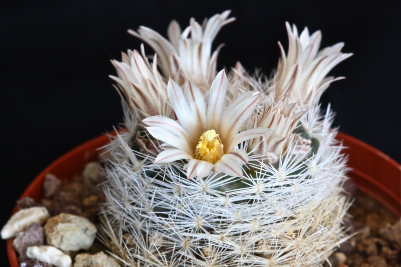 Mammillaria wohlschlageri 