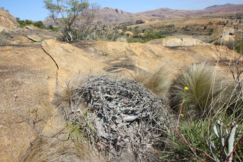 Pachypodium densiflorumun 