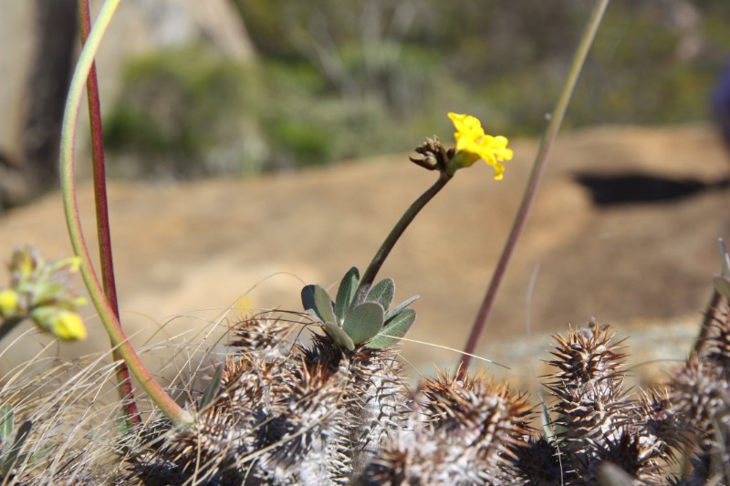 Pachypodium densiflorum 