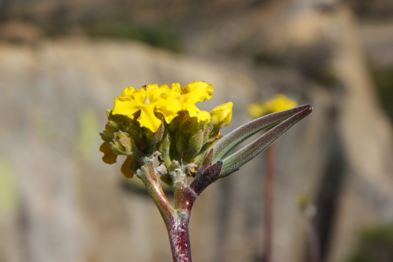 Pachypodium densiflorum 