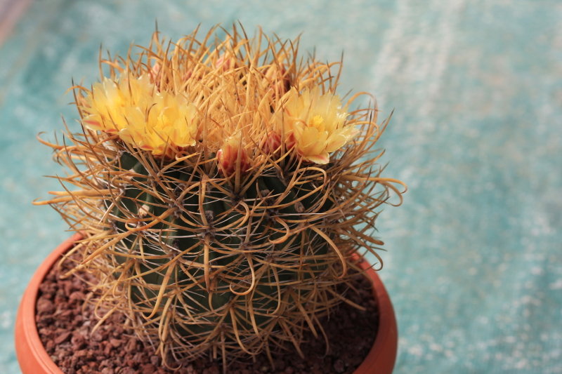 Ferocactus chrysacanthus 