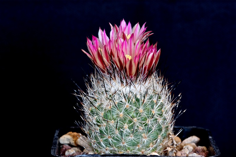 Turbinicarpus subterraneus v. zaragozae 