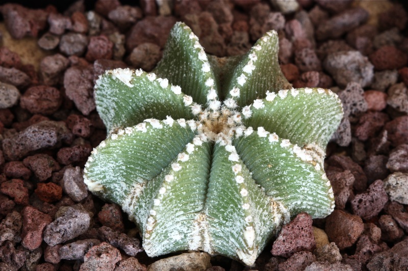 Aztekium hintonii 