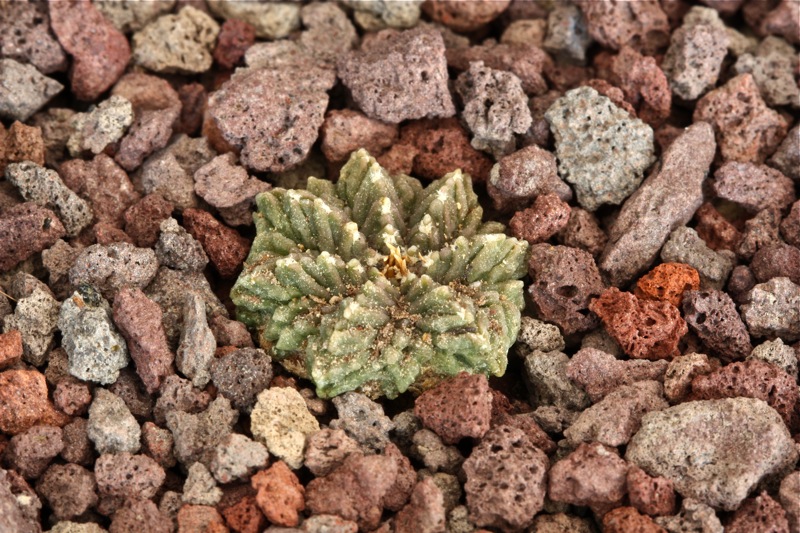 Aztekium ritteri 