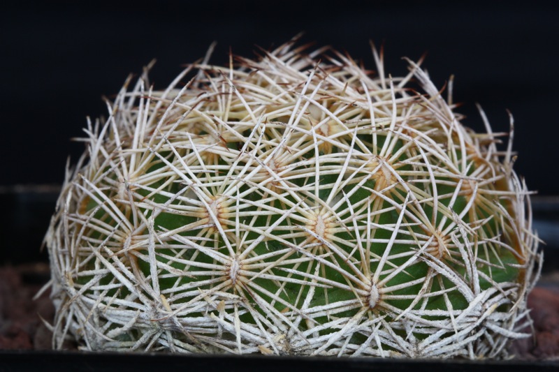 Coryphantha radians SB 124