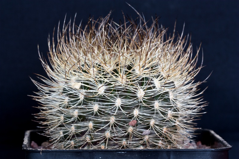 Neoporteria sp. quebrada recoleta 