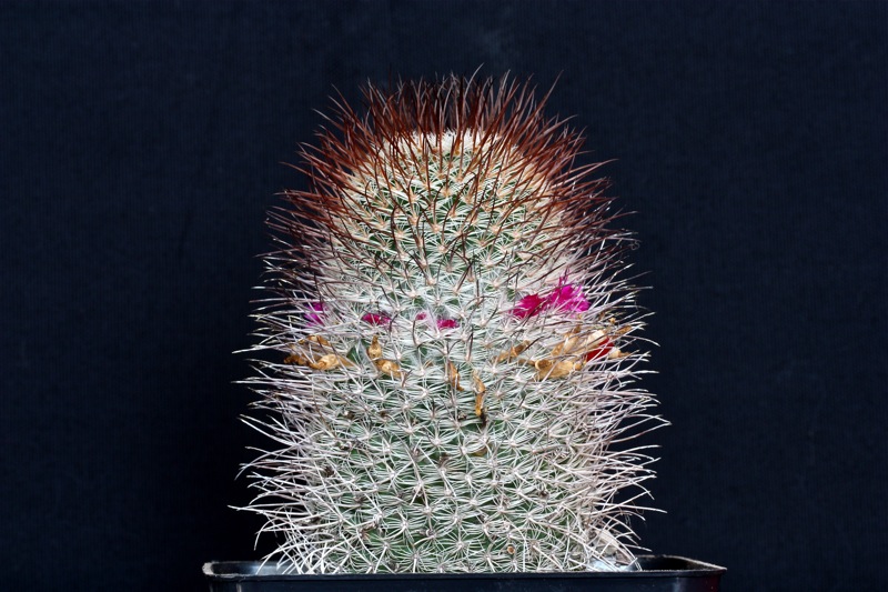 Mammillaria huitzilopochtli v. niduliformis LAU 1495