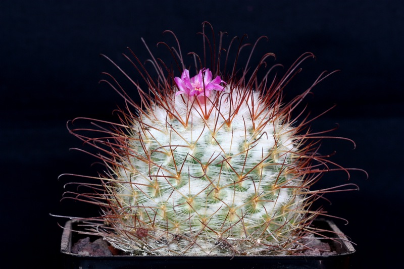 Mammillaria bombycina 