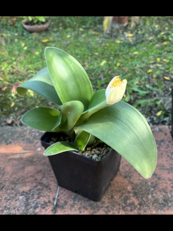 Haemanthus albiflos 