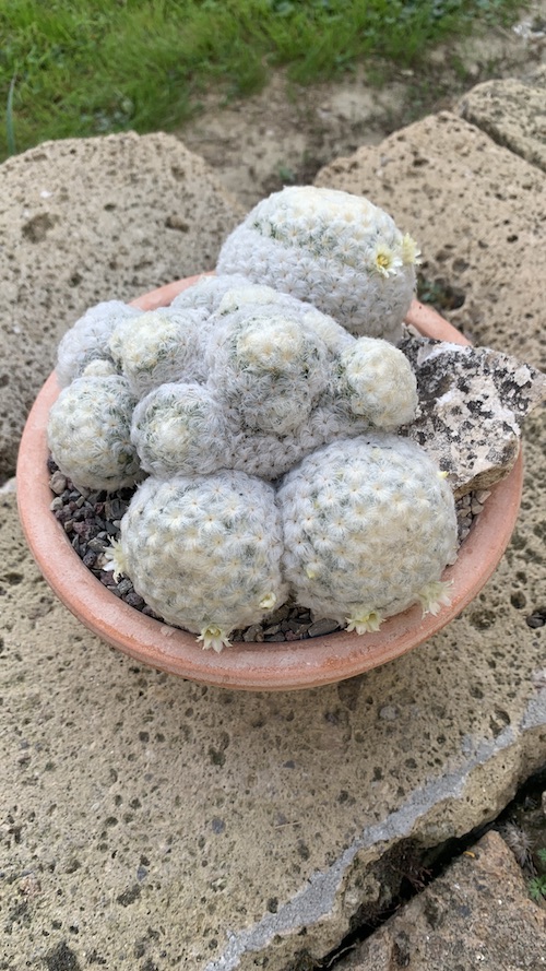 Mammillaria plumosa  