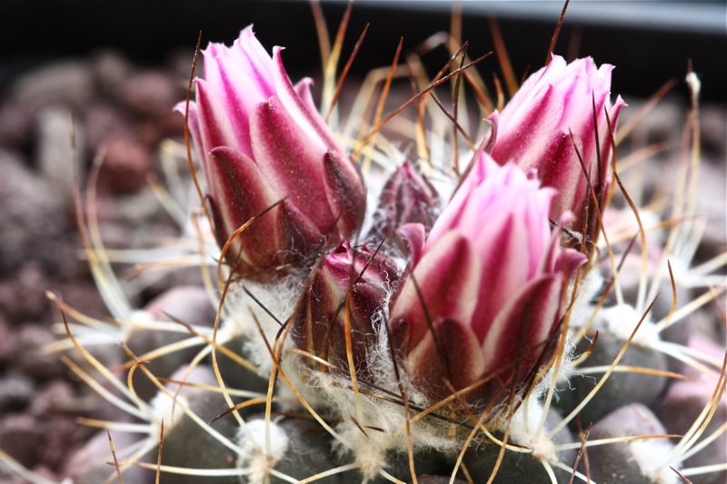 Turbinicarpus laui 