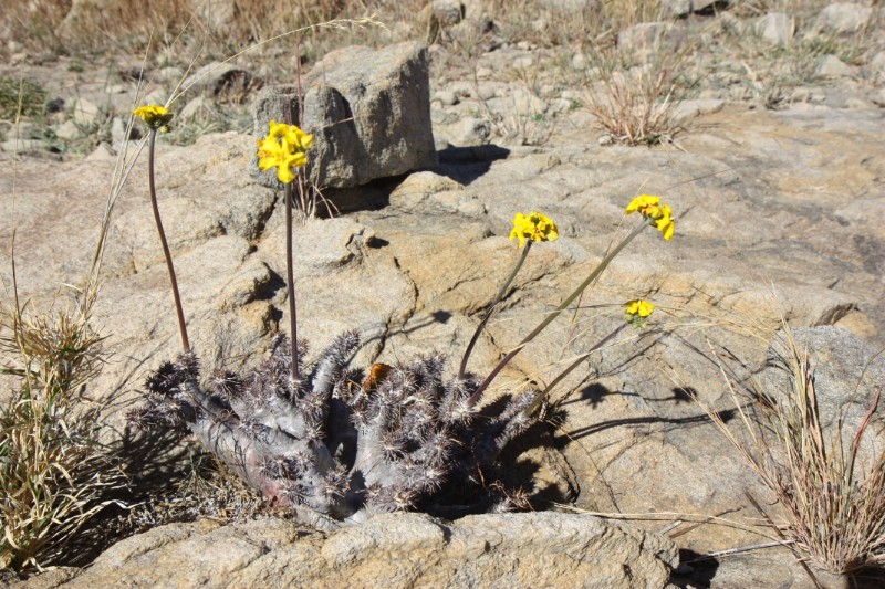 Pachypodium densiflorum 