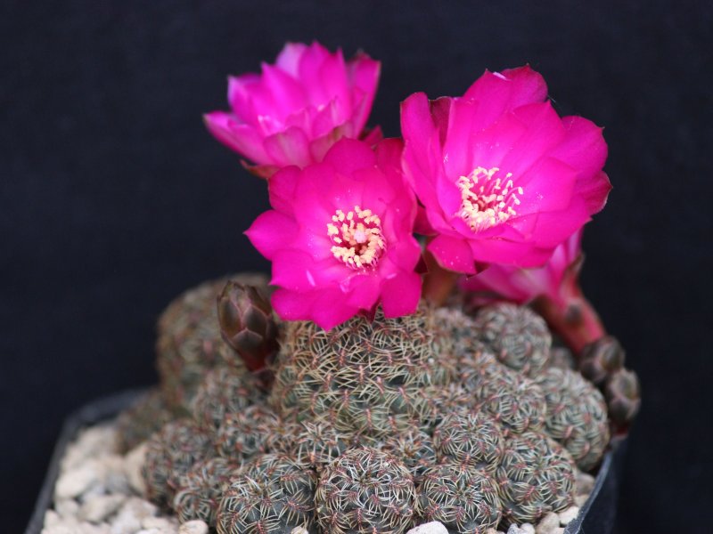 Sulcorebutia steinbachii ssp. verticillacantha v. taratensis G311