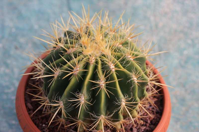 Ferocactus pilosus v. albispinus 