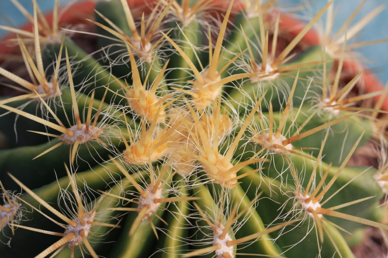 Ferocactus pilosus v. albispinus 