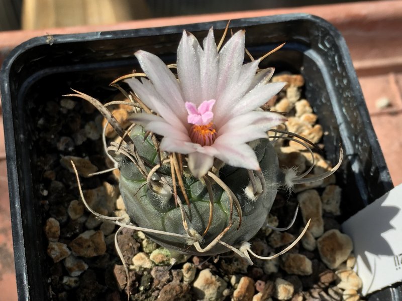 Turbinicarpus schwarzii 