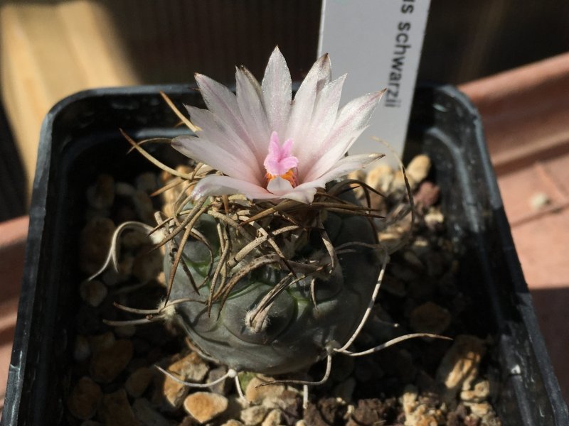 Turbinicarpus schwarzii 