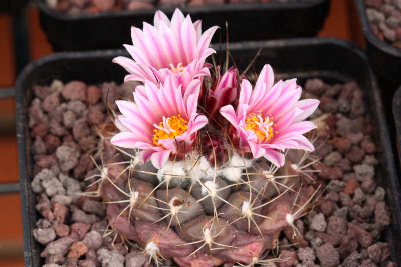 Turbinicarpus laui 