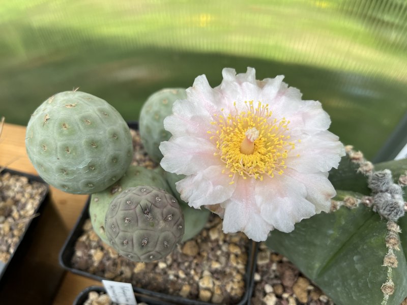 Thefrocactus geometricus, fiore e nuova pallina  