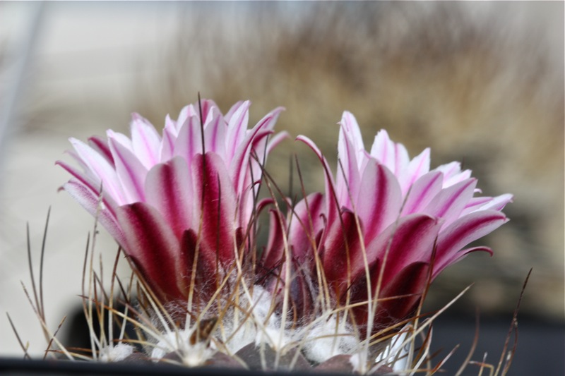 Turbinicarpus laui 