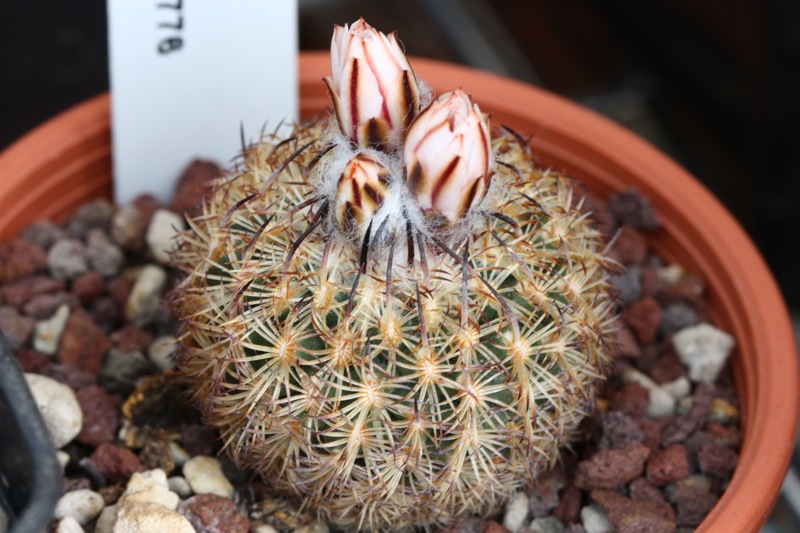 Turbinicarpus ysabelae 