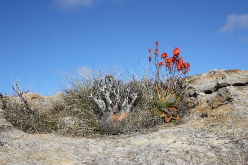 Pachypodium rosulatum v. gracilius 