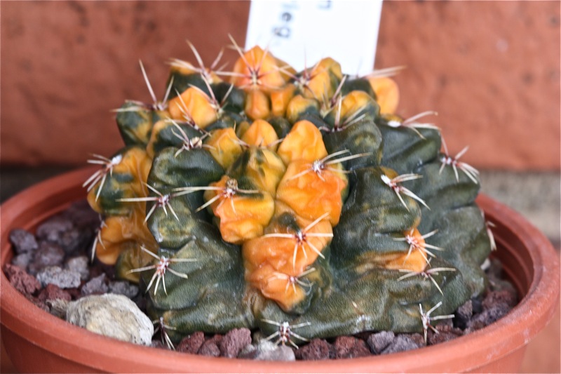 Gymnocalycium baldianum 