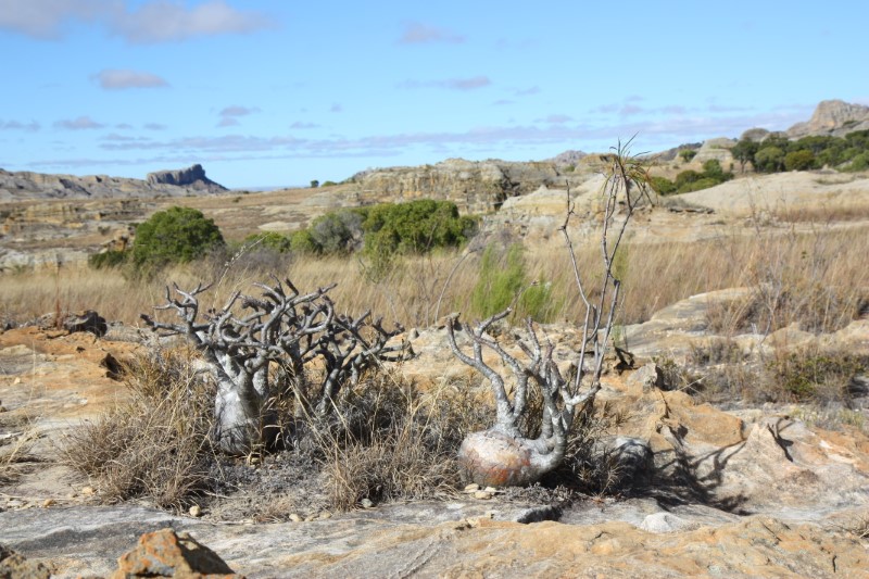 Pachypodium rosulatum v. gracilius 