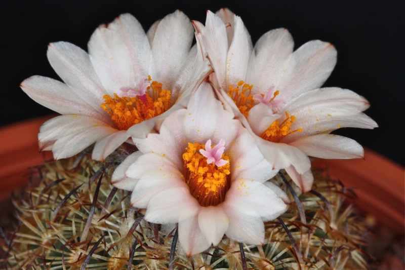 Turbinicarpus ysabelae 