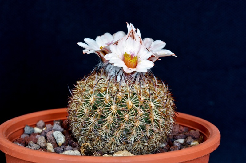 Turbinicarpus ysabelae 