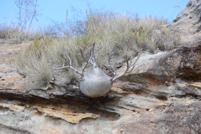Pachypodium rosulatum v. gracilius 