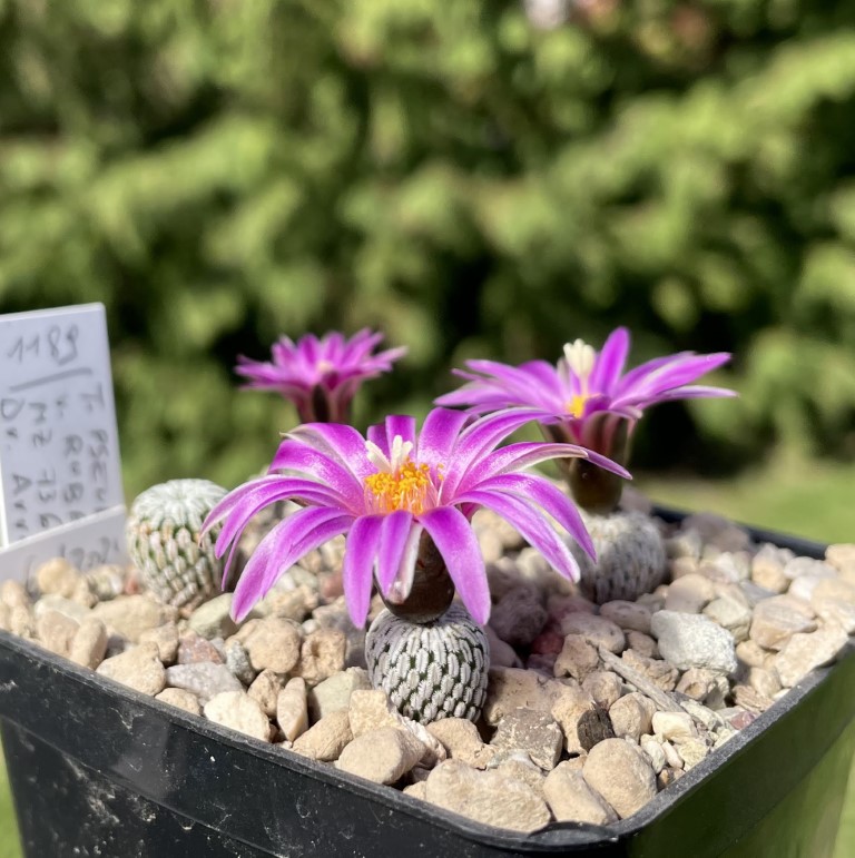 Turbinicarpus pseudopectinatus v. jarmilae MZ 736