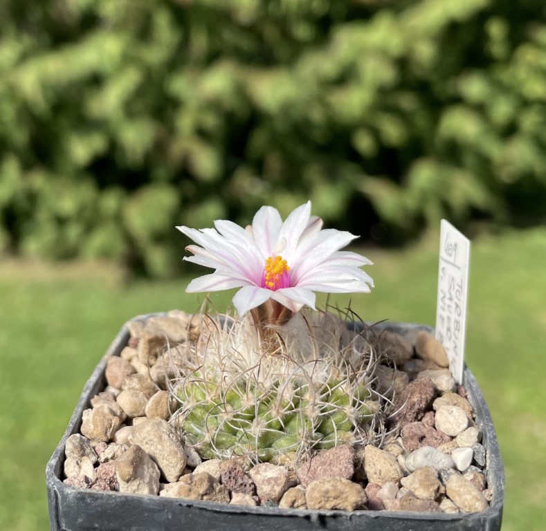 turbinicarpus saueri ssp. nieblae