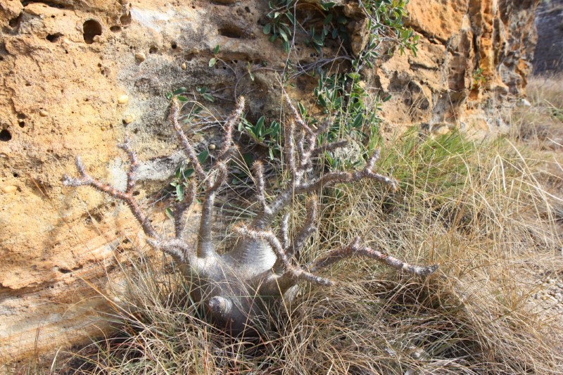 Pachypodium rosulatum v. gracilius 