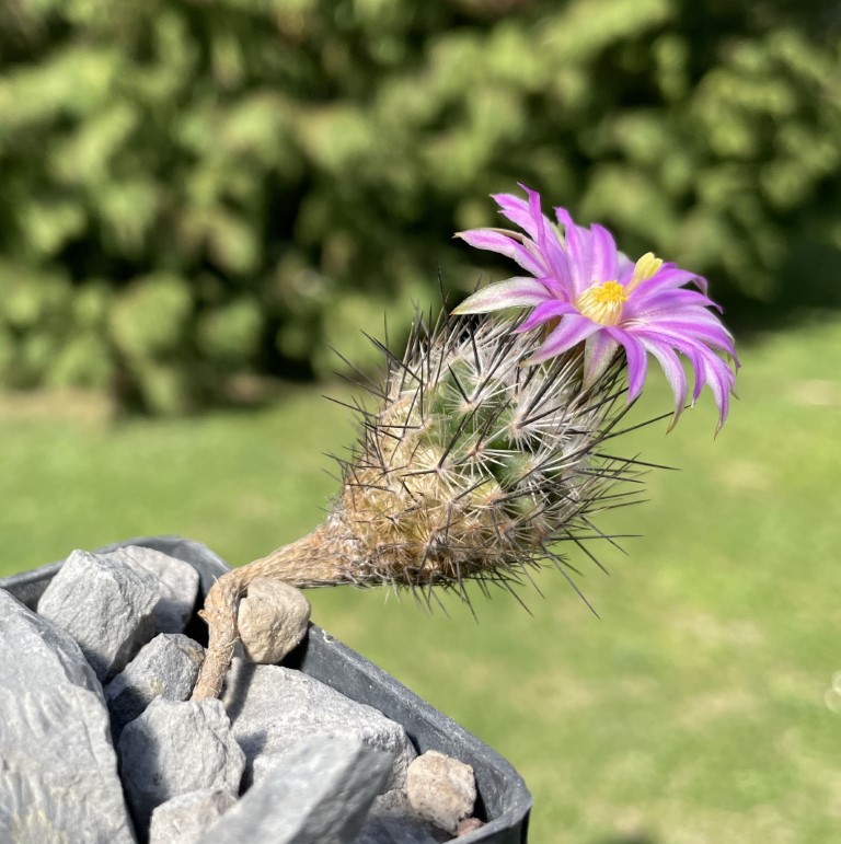 turbinicarpus subterraneus