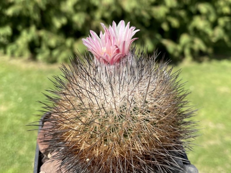 Turbinicarpus pailanus L 1035