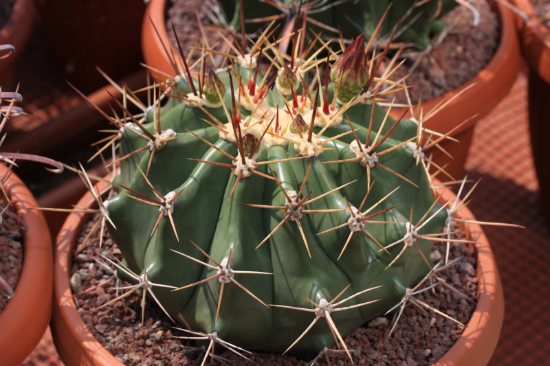 Ferocactus pottsii v. alamosensis 