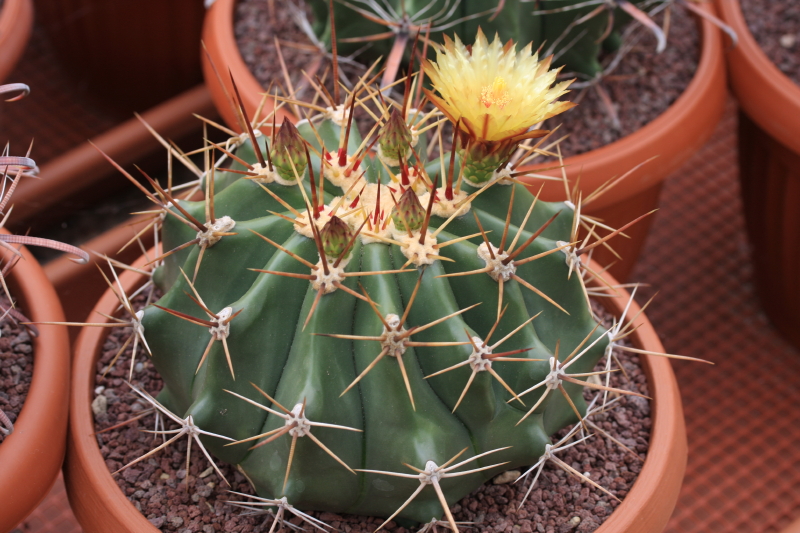 Ferocactus pottsii v. alamosensis 