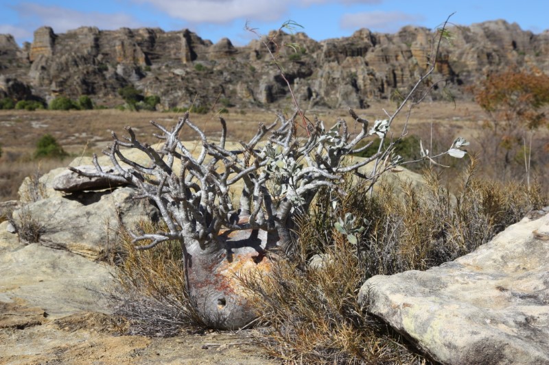 Pachypodium rosulatum v. gracilius 