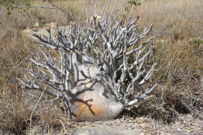 Pachypodium rosulatum v. gracilius 