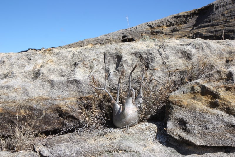 Pachypodium rosulatum v. gracilius 