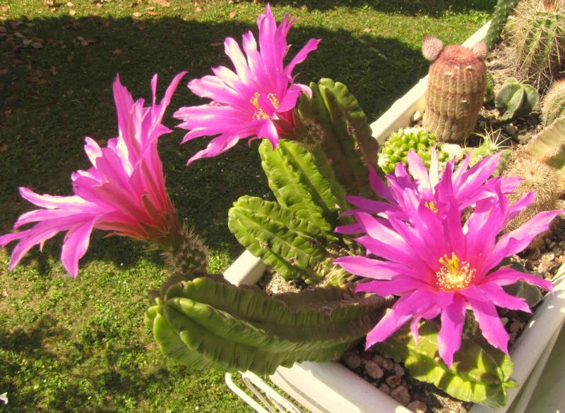 Echinocereus viereckii ssp. morricalii 